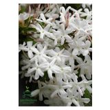Bitkim Sende Dolgun Mis Kokulu İzmir Yasemini Çiçeği 1 Adet Saksılı/Tüplü (30-60Cm) (Jasminum)
