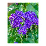 Bitkim Sende Duranta Çalısı, Ağaç Menekşesi, 50-60cm, Saksılı/Tüplü, Dış Mekan, Mor