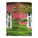 Bitkim Sende Duvar ve Çitler İçin Kaya Sarmaşığı – Hedera Helix – 40-60 cm