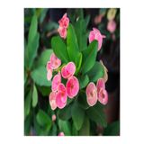 Bitkim Sende Euphorbia Dikenler Tacı Pembe Renk İthal Kaktüs, 12 cm, İç Mekan Bitkisi