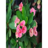 Bitkim Sende Euphorbia Dikenler Tacı Pembe Renk Ithal Kaktüs Ev Ofis Iç Mekan Bitkisi 12 cm