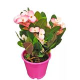 Bitkim Sende Euphorbia Milii Dikenler Tacı Çiçekli Kaktüs, Alacalı Pembe, Saksıda