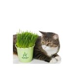 Bitkim Sende Evde Saksıda Kedi Çimi, 15-20 cm Filizli Kedi Otu, 1 Adet Potta