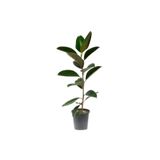 Bitkim Sende Ficus Elastika Kauçuk Bitkisi, 100 cm, Tek Kök, Gri Saksı