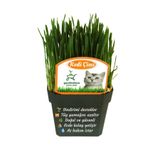 Bitkim Sende Filizli Kedi Otu Saksı, 15-20 cm, Taze Çimi, Yeşil