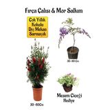 Bitkim Sende Fırça Çalısı Fidanı, Mor Salkım Ağacı Fidanı, Mezem Çiçeği Hediyeli Peyzaj Seti, 30-60 cm