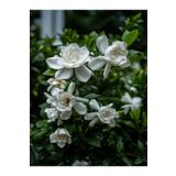 Bitkim Sende Gardenya Çiçeği (30 50 CM)1 Adet Saksılı/ Tüplü Çiçekli Bahçe Bitkisi Balkon Gardenia