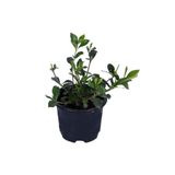 Bitkim Sende Gardenya Çiçeği, Gardenia Jasminoides, Köklü, Kokulu Ev Bitkisi