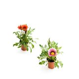 Bitkim Sende Gazanya Çiçeği, 2 Adet, Saksılı, 10-20 cm, Balkon-Teras Çiçeği, Kırmızı-Pembe-Beyaz