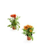 Bitkim Sende Gazanya Çiçeği, 2 Adet Saksılı, 10-20 cm, Kırmızı-Turuncu-Sarı, Balkon-Teras Çiçeği