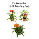 Bitkim Sende Gazanya Çiçeği, 3 Adet Saksılı, 10-20 cm, Balkon Çiçeği, Kırmızı-Pembe-Beyaz-Turuncu