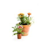 Bitkim Sende Gazanya Çiçeği, 3 Adet Saksılı, 10-20 cm, Pembe Beyaz Sarı Kırmızı, Balkon Çiçeği