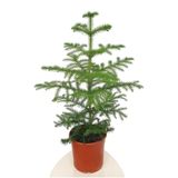 Bitkim Sende Gerçek Yılbaşı Ağacı Arokarya Araucaria, 60-70 cm, Ev Bitkisi, Salon Çamı