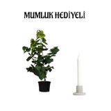 Bitkim Sende Harika Kokulu Mor Leylak Fidanı, Sarı Milli Kaktüs Hediyeli