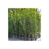 Bitkim Sende Hoş Kokulu Defne Ağacı Fidanı, 60-80 cm, Saksılı Tüplü, Laurus Nobilis