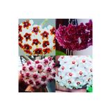Bitkim Sende Hoya 4'lü Özel Set 20-40cm Kokulu Mum Çiçeği Bitkisi Farklı Saksıda.kerri,kırm Inci,obavata Kar Bey