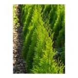 Bitkim Sende İthal Limon Servi Çam Fidanı, 30-50cm, Saksılı, Cupressus Macrocarpa Goldcrest