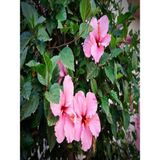 Bitkim Sende Japon Gülü Hibiscus Pembe Renk Çiçekli Kalın Yapraklı Ithal Iç Mekan Bitkisi
