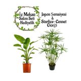 Bitkim Sende Japon Şemsiyesi 40-60 cm Saksılı + Starlişe Çiçeği 50-60 cm Saksılı, 2'li Set