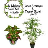Bitkim Sende Japon Şemsiyesi (40-60CM)1 Adet Saksılı+Yaprak Güzeli Çiçeği 1 Adet Saksılı Salon Seti