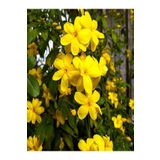 Bitkim Sende Jasminum Nudiflorum Çalı Yasemin Sarı Yasemin Fidanı 80-120 Cm