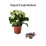 Bitkim Sende Kalanşo (Kalanchoe) Çiçeği, Beyaz Renk, Hediyelik Kurdele Çiçeği