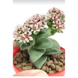 Bitkim Sende Kalp Hoya Mum İç Mekan Sukulent, Pembe, Minik Boy 5.5cm