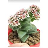 Bitkim Sende Kalp Hoya Mum İç Mekan Sukulent, Pembe, Minik Boy 5.5cm