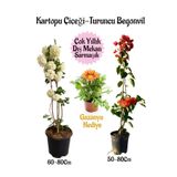 Bitkim Sende Kampanyalı Kartopu Çiçeği 1 Adet Turuncu Begonvil 1 Adet Sarı Gazanya Hediye Bahçe Seti