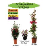 Bitkim Sende Kampanyalı Kırmızı Renk Begonvil Kırmızı Fırça Çalısı Buz Çiçeği 3'lü Peyzaj Seti