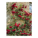 Bitkim Sende Kampanyalı Kırmızı Sarmaşık Gül Fidanı Kokulu (90 140 CM)1 Adet Tüplü Aşılı Gül Red Rose