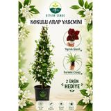 Bitkim Sende Kampanyalı Mis Kokulu Arap Yasemini 1 Adet Kurdele Çiçeği-yaprak Güzeli