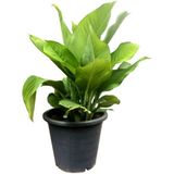 Bitkim Sende Kana Tesbih Çiçeği Kırmızı (30-50 Cm)1 Adet Saksılı Balkon Bahçe Bitkisi