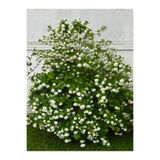 Bitkim Sende Kar Topu Çiçeği Fidanı, 35-60 cm, 1 Adet Saksılı, Viburnum Opulus, Beyaz