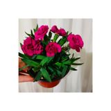 Bitkim Sende Karanfil, Mis Kokulu Çiçek, 15-30cm, Saksılı