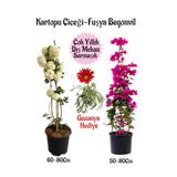Bitkim Sende Kartopu Çiçeği 1 ADET +Fuşya Begonvil 1 ADET+ Kırmızı Gazanya Hediyeli Saksılı Bahçe Seti