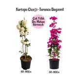 Bitkim Sende Kartopu Çiçeği 1 ADET +Fuşya Begonvil 1 ADET+ Turuncu Gazanya Hediyeli Saksılı Bahçe Seti