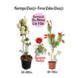 Bitkim Sende Kartopu Çiçeği, Fırça Çalısı, Kırmızı Gazanya Hediye Saksılı Bahçe Seti