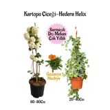 Bitkim Sende Kartopu Çiçeği, Hedera Helix, Gazanya Saksılı Bahçe Seti, 3 Adet
