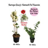 Bitkim Sende Kartopu Çiçeği, Katmerli Ful Yasemin, Kırmızı Gazanya Hediyeli Saksılı Bahçe Seti
