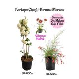 Bitkim Sende Kartopu Çiçeği, Kırmızı Mercan, Pembe Gazanya Saksılı Bahçe Seti, 3 Adet