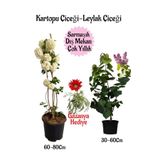Bitkim Sende Kartopu Çiçeği, Kokulu Leylak, Pembe Gazanya Hediye Saksılı Bahçe Seti