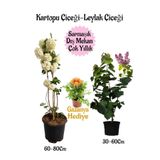 Bitkim Sende Kartopu Çiçeği, Kokulu Leylak, Sarı Gazanya Saksılı Bahçe Seti, 3 Adet