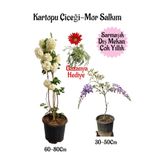 Bitkim Sende Kartopu Çiçeği, Mor Salkım, Sarı Gazanya Hediyeli Saksılı Bahçe Seti, Çok Renkli