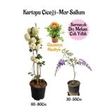 Bitkim Sende Kartopu Çiçeği, Mor Salkım, Turuncu Gazanya Hediyeli Saksılı Bahçe Seti