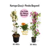Bitkim Sende Kartopu Çiçeği, Pembe Begonvil, Kırmızı Gazanya Hediyeli Saksılı Bahçe Seti, Çok Renkli
