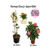 Bitkim Sende Kartopu Çiçeği, Pembe Japon Gülü, Turuncu Gazanya Saksılı Bahçe Seti, Çok Renkli