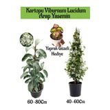 Bitkim Sende Kartopu Viburnum Kokulu Arap Yasemini Yaprak Güzeli Bahçe Bitkisi Seti, 2 Adet