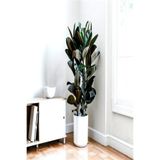 Bitkim Sende Kauçuk Bitkisi (Ficus Elastica) 70-80cm, Yeşil