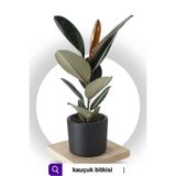 Bitkim Sende Kauçuk Bitkisi (Ficus Elastica) Tek Gövdeli 70-90cm